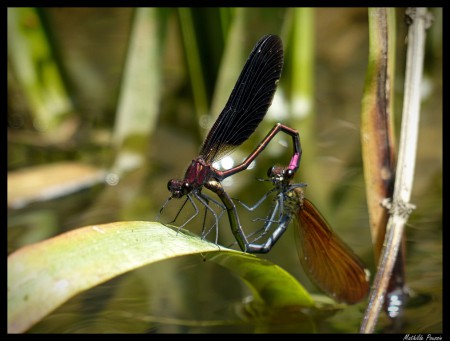 Coeur copulatoire Caloptéryx hémorroidal - Calopteryx haemorrhoidalis